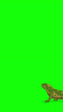 Çizgi film tarzı yeşil ve sarı iguana veya Comodo Dragon. El yapımı 2D animasyon HD görüntüler yeşil ekranda izole edildi. Video düzenleme veya vahşi yaşam projeleri için dikey görüntüler