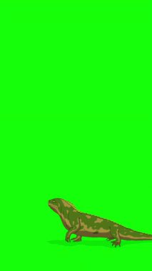 Çizgi film tarzı yeşil ve sarı iguana veya Comodo Dragon. El yapımı 2D animasyon HD görüntüler yeşil ekranda izole edildi. Video düzenleme veya vahşi yaşam projeleri için dikey görüntüler