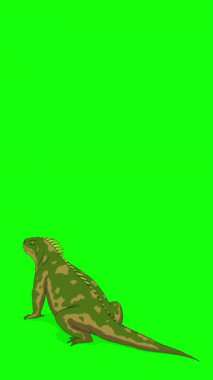 Çizgi film tarzı yeşil ve sarı iguana veya Comodo Dragon. El yapımı 2D animasyon HD görüntüler yeşil ekranda izole edildi. Video düzenleme veya vahşi yaşam projeleri için dikey görüntüler