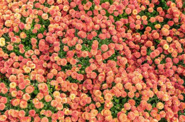 Geniş bir sonbahar bahçesinde açan küçük bronz ve turuncu kasımpatılardan oluşan yoğun bir halının tepeden tırnağa, tam kare görüntüsü.