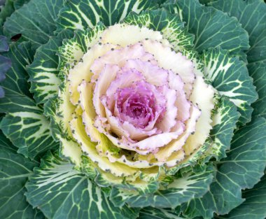 Parlak pembe merkezli ve yeşil desenli bitkisel yaprak desenli çiçekli süslemeli lahana manzarası.