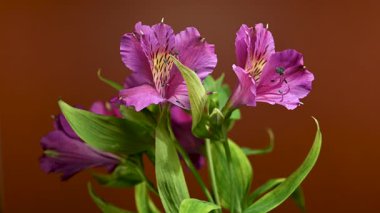 Peru Zambakları olarak da bilinen Vibrant pembe Alstroemeria çiçeklerinin yakın plan 4K videosu, kahverengi arka planda benekli sarı merkezler ve yeşil yapraklar yer alıyor.