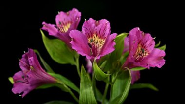 Peru Zambakları olarak da bilinen Vibrant pembe Alstroemeria çiçeklerinin yakın plan 4K videosu, sarı merkezler ve yeşil yapraklar içeriyor, koyu siyah bir arkaplanda izole edilmiş.