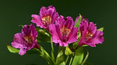 Peru Zambakları olarak da bilinen Vibrant pembe Alstroemeria çiçeklerinin yakın plan 4K videosu, yeşil arka planda benekli sarı merkezler ve yeşil yapraklar yer alıyor.