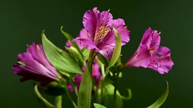Peru Zambakları olarak da bilinen Vibrant pembe Alstroemeria çiçeklerinin yakın plan 4K videosu, yeşil arka planda benekli sarı merkezler ve yeşil yapraklar yer alıyor.