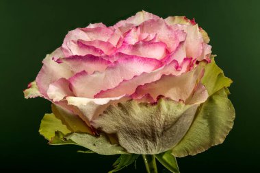 Yapraklarında taze su damlacıkları olan pembe ve kremalı gül çiçeğinin güzel makro görüntüsü yumuşak, koyu yeşil bir arka planda izole edilmiş.