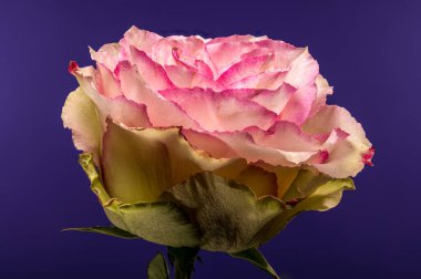Canlı pembe kenarları ve taze su damlacıkları ile krem yaprakları olan güzel çift renkli gül, katı mor bir arka planda izole edilmiş. Çiçek tasarımları için mükemmel.