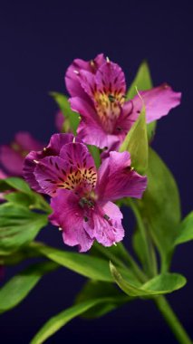 Peru Zambakları olarak da bilinen Vibrant pembe Alstroemeria çiçeklerinin yakın plan 4K videosu, mor arka planda benekli sarı merkezler ve yeşil yapraklar yer alıyor.