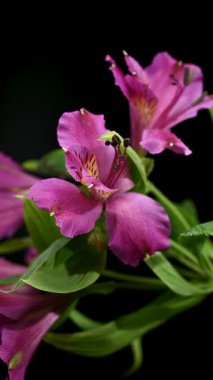 Peru Zambakları olarak da bilinen Vibrant pembe Alstroemeria çiçeklerinin yakın plan 4K videosu, sarı merkezler ve yeşil yapraklar içeriyor, koyu siyah bir arkaplanda izole edilmiş.