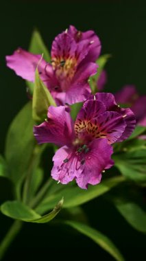 Peru Zambakları olarak da bilinen Vibrant pembe Alstroemeria çiçeklerinin yakın plan 4K videosu, yeşil arka planda benekli sarı merkezler ve yeşil yapraklar yer alıyor.
