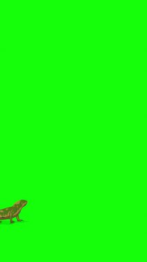 Çizgi film tarzı yeşil ve sarı iguana veya Comodo Dragon. El yapımı 2D animasyon 4K görüntü yeşil ekranda izole edildi. Video düzenleme veya vahşi yaşam projeleri için dikey görüntüler