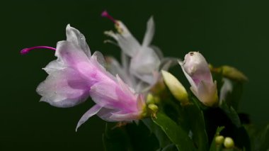 Çiçek açan bir Schlumbergera bitkisinin 4K 'lık yakın çekim videosu. Narin beyaz, pembe çiçekler ve yeşil yapraklar. Yumuşak yeşil bir arka planda çiçek açan güzel tatil çiçekleri.