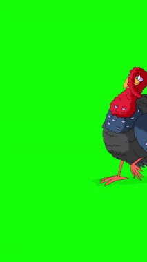 Çizgi film tarzı hindi kuşu. El yapımı 2D animasyon HD görüntüler yeşil ekranda izole edildi. Video düzenleme veya vahşi yaşam projeleri için dikey görüntüler