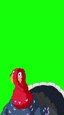 Çizgi film tarzı hindi kuşu. El yapımı 2D animasyon HD görüntüler yeşil ekranda izole edildi. Video düzenleme veya vahşi yaşam projeleri için dikey görüntüler