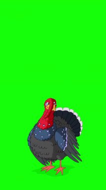 Çizgi film tarzı hindi kuşu. El yapımı 2D animasyon HD görüntüler yeşil ekranda izole edildi. Video düzenleme veya vahşi yaşam projeleri için dikey görüntüler