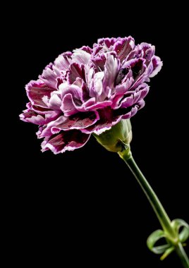 Koyu mor karanfilin çarpıcı bir makro görüntüsü beyaz kenarları ve temiz su damlacıklarıyla koyu siyah bir zemin oluşturur. Çiçek tasarımı ve doğa kavramları için mükemmel.