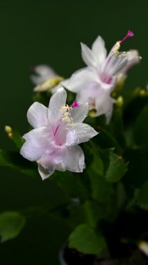 Çiçek açan bir Schlumbergera bitkisinin 4K 'lık yakın çekim videosu. Narin beyaz, pembe çiçekler ve yeşil yapraklar. Yumuşak yeşil bir arka planda çiçek açan güzel tatil çiçekleri.