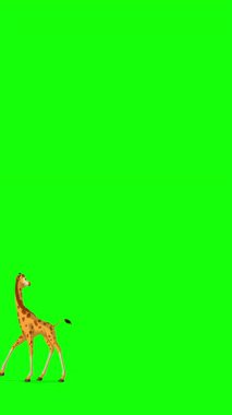 Çizgi film stili zürafa. El yapımı 2D animasyon HD görüntüler yeşil ekranda izole edildi. Video düzenleme veya vahşi yaşam projeleri için dikey görüntüler
