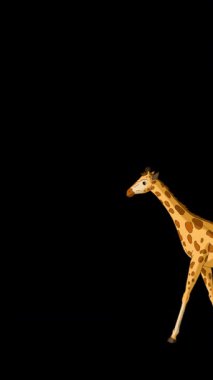 Çizgi film stili zürafa. Alfa kanalında el yapımı 2D animasyon HD görüntüler izole edildi. Video düzenleme veya vahşi yaşam projeleri için dikey görüntüler