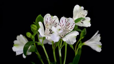 Koyu renk desenleri ve izole edilmiş arka planda su damlacıkları olan zarif beyaz Peru zambaklarının 4K videosu.