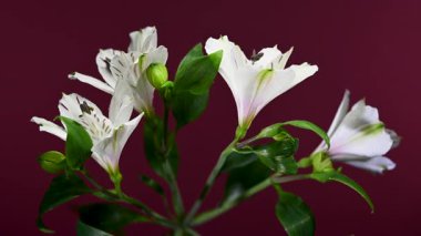 Koyu manyeta arka planında siyah desenli beyaz Perulu zambakların ve su damlacıklarının 4K yakın çekim videosu.