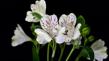 Koyu renk desenleri ve izole edilmiş arka planda su damlacıkları olan zarif beyaz Peru zambaklarının 4K videosu.