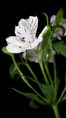 Koyu renk desenleri ve izole edilmiş arka planda su damlacıkları olan zarif beyaz Peru zambaklarının 4K videosu.