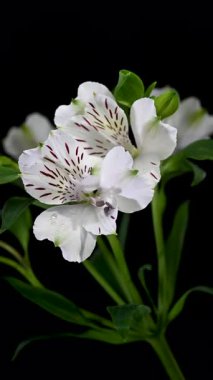 Koyu renk desenleri ve izole edilmiş arka planda su damlacıkları olan zarif beyaz Peru zambaklarının 4K videosu.