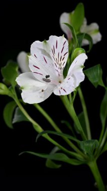 Koyu renk desenleri ve izole edilmiş arka planda su damlacıkları olan zarif beyaz Peru zambaklarının 4K videosu.