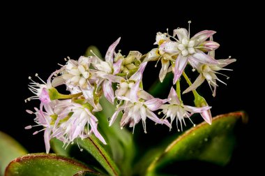 Detaylı bir makro çekim ince pembe ve beyaz yıldız şekilli çiçekler sulu bir Jade bitkisi üzerinde Crassula ovata siyah bir arka plan karşı