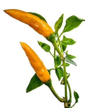 Yeşil yapraklı bir sapta yetişen iki olgun sarı kırmızı biber, saf beyaz arka planda izole edilmiş. Mutfak ve sağlıklı yemek tasarımları için ideal.