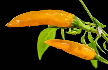 Yeşil saplı taze su damlacıkları olan iki baharatlı sarı biberli Makro shot. Gıda ve baharat temaları için koyu siyah bir arkaplanda yüksek karşıtlık görüntüsü izole edildi