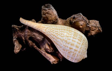 Hassas bir Ficus incir kabuğu. Yıpranmış bir ahşap parçasının üzerinde duruyor. Bu stüdyo makro çekimi koyu siyah bir arkaplanda izole edilmiştir.