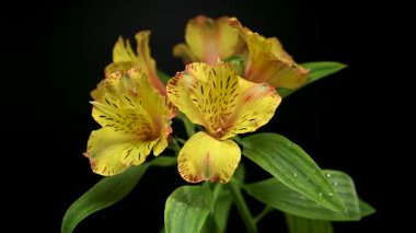 Canlı Peru zambağı çiçeğinin kendine özgü çizgileri ve sabah çiğ taneleri olan 4K videosu. Bu zarif çiçek demeti, dramatik bir karanlık arkaplan karşısında izole edilmiş parlak sarı ve turuncu yapraklara sahiptir.