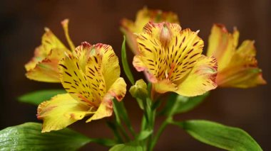 Canlı Peru zambağı çiçeğinin kendine özgü çizgileri ve sabah çiğ taneleri olan 4K videosu. Bu zarif çiçek demeti dramatik bir kahverengi arkaplan karşısında izole edilmiş parlak sarı ve turuncu yapraklara sahiptir.