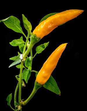 Yeşil saplı taze su damlacıkları olan iki baharatlı sarı biberli Makro shot. Gıda ve baharat temaları için koyu siyah bir arkaplanda yüksek karşıtlık görüntüsü izole edildi