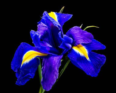 Açık sarı aksanlı ve sabah çiğ tanecikli, çiçek açan mavi bir Hollanda irisinin yakın çekimi. Bu zarif çiçek makrosu, dramatik ve yüksek kontrastlı bir görünüm için koyu siyah bir arkaplanda izole edilmiştir.