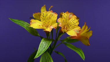 Canlı Peru zambağı çiçeğinin kendine özgü çizgileri ve sabah çiğ taneleri olan 4K videosu. Bu zarif çiçek demeti dramatik bir mor arkaplan karşısında izole edilmiş parlak sarı ve turuncu yapraklara sahiptir.