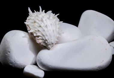 Dikenli beyaz bir dikenli beyaz istiridye kabuğunun (Spondylus) makro bir stüdyo fotoğrafı.