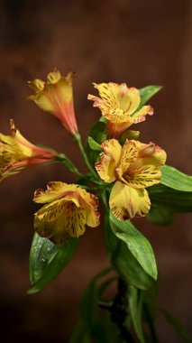 Canlı Peru zambağı çiçeğinin kendine özgü çizgileri ve sabah çiğ taneleri olan 4K videosu. Bu zarif çiçek demeti, dramatik bir karanlık arkaplan karşısında izole edilmiş parlak sarı ve turuncu yapraklara sahiptir.