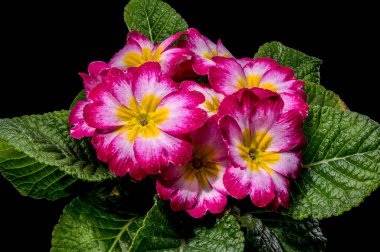 Sarı merkezleri ve koyu siyah arka planda dokulu yeşil yaprakları olan pembe primula çiçeklerinin güzel makro görüntüsü..