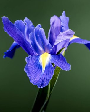 Parlak sarı detaylar ve sabah çiğ taneleriyle dolu canlı mavi bir iris çiçeğinin aşırı yakın çekimi. Yumuşak yeşil bulanık arka plan doğal, sakin bir botanik atmosfer yaratır