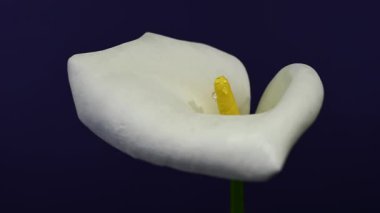 4K yakın plan 4K video, beyaz bir Calla Lily 'nin sarı bir spadix ve parlak su damlacıkları içeren mor bir arka plan