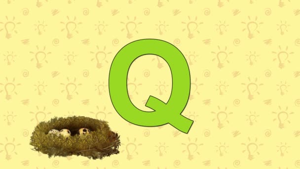 鹌鹑。英语动物园字母表的字母 Q — 图库视频影像
