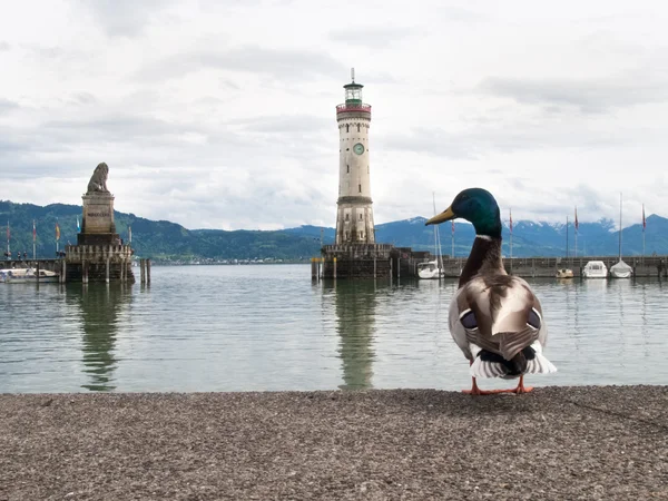 Kacsa a Lindau-port — Stock Fotó