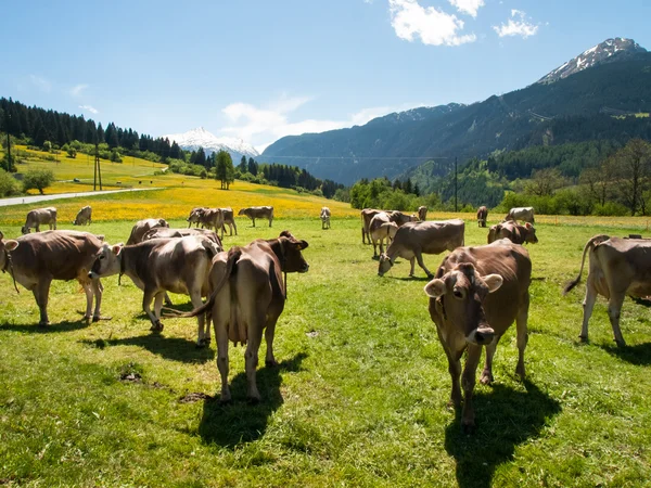 Cows grazing to the farm — Stock Photo, Image