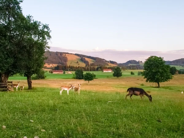 Fawns in breeding — Stock Photo, Image