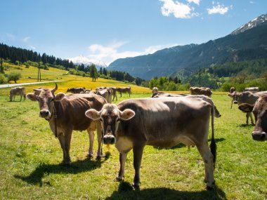  Yanındaki çiftliğin otlayan inekler