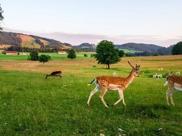 Fawns in breeding — Stock Photo, Image