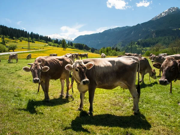 Cows grazing next to the farm — Stock Photo, Image